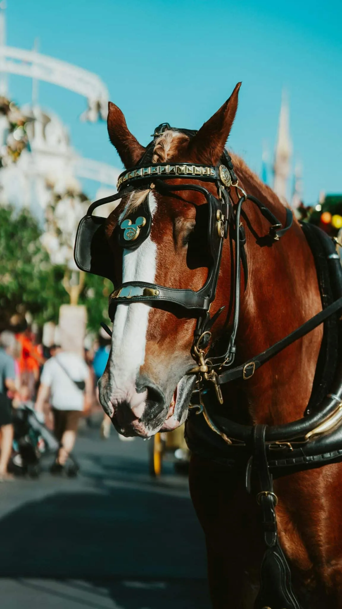 a horse with a carriage on the street