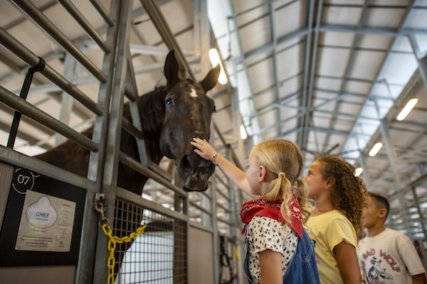 a girl touching a horse's head